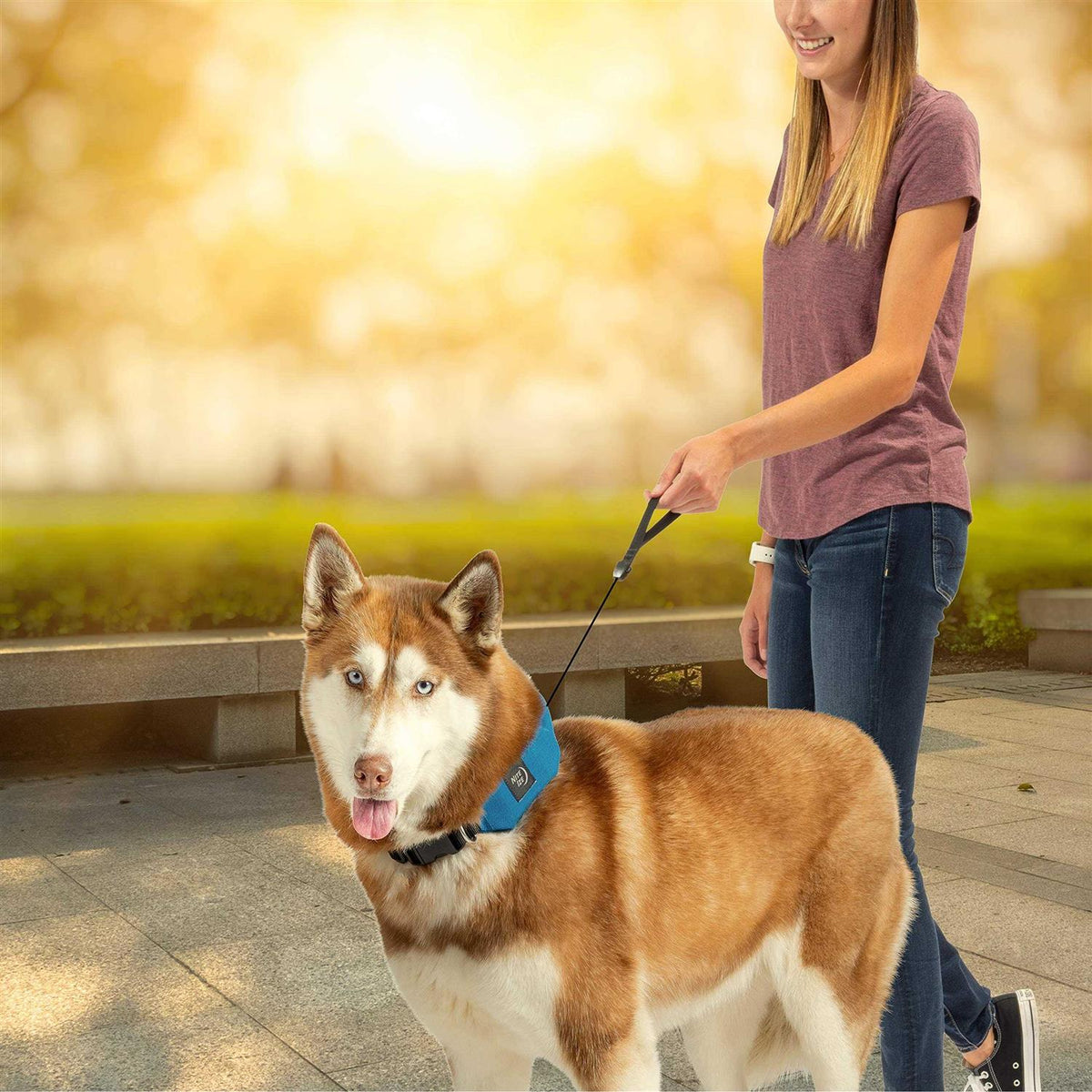 All-In-One Collar + Leash P885735
