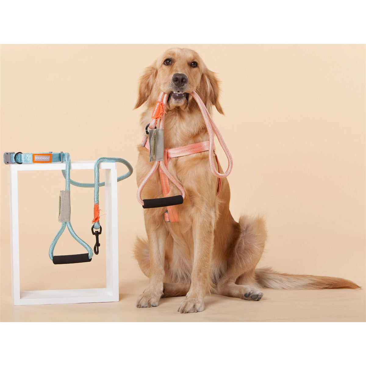 Nylon Dog Harness and Leash P514838