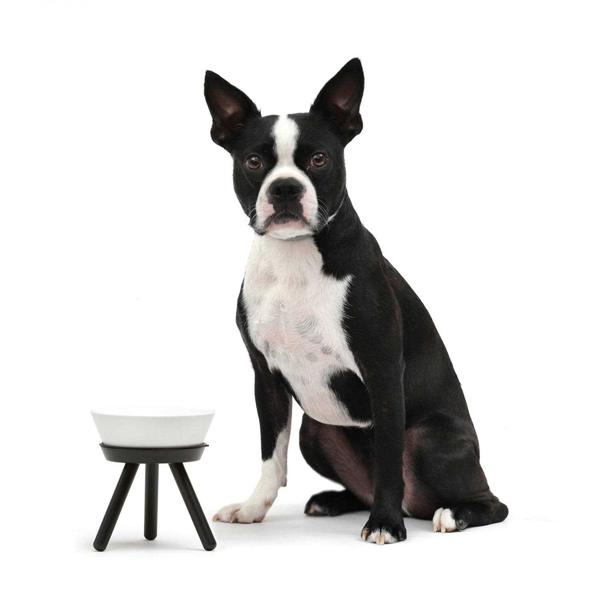 Table Pets J43954