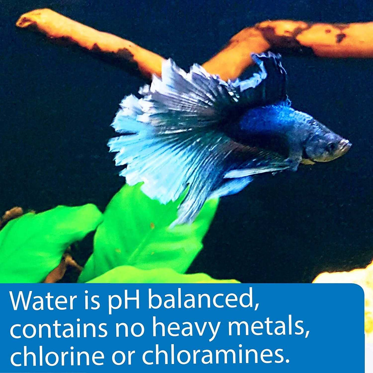 Betta Water S312234