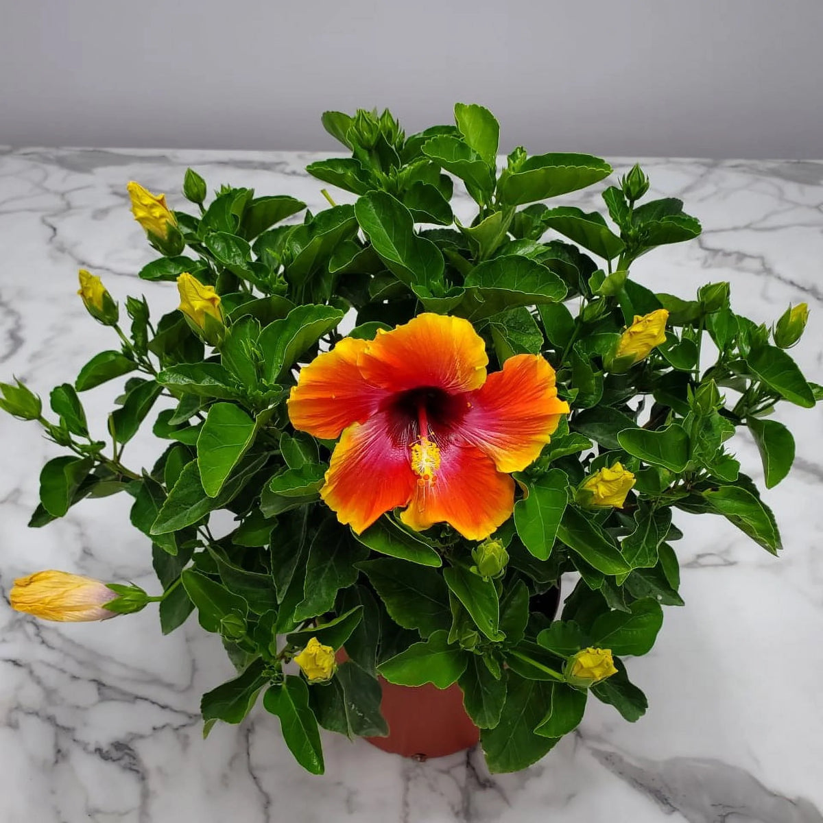 22" to 26" Fiesta Hibiscus Bush Plant K502