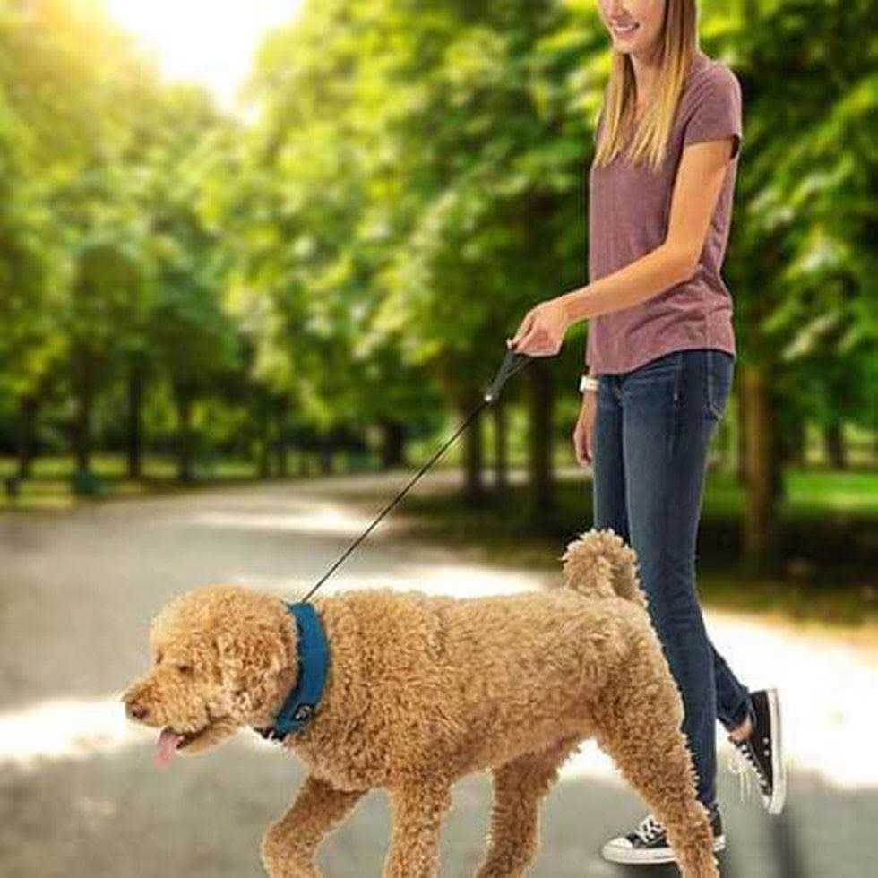 All-In-One Collar + Leash P885735
