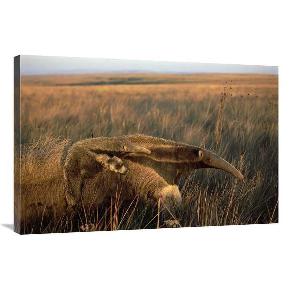 24 x 36 in. Giant Anteater Art Print P7435