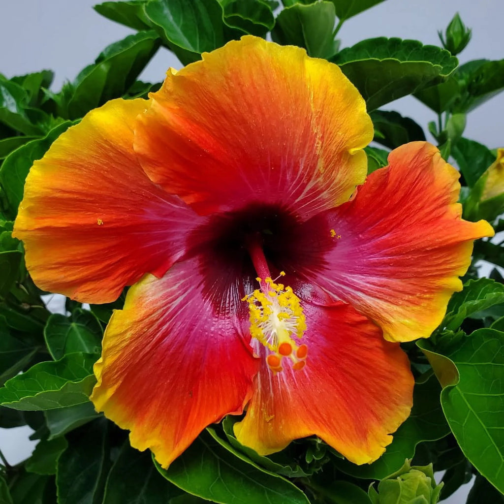 22" to 26" Fiesta Hibiscus Bush Plant K502