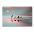 Flamingos Canvas Art N5745