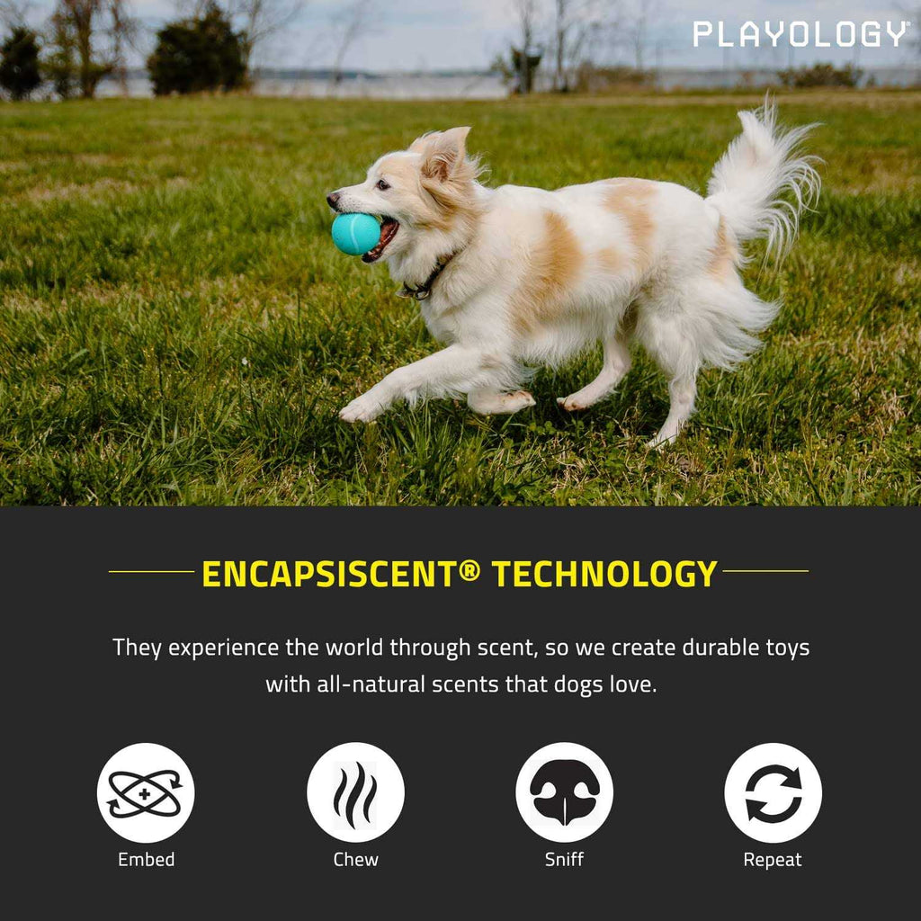 Squeaky Chew Ball Dog Toy K127725