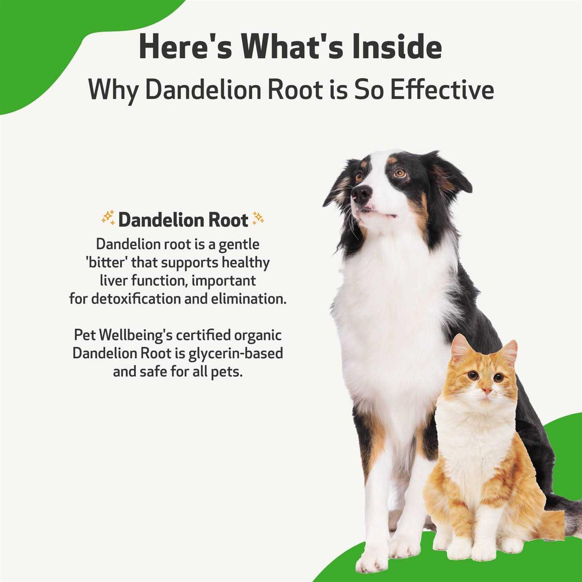 Dandelion Root Cat Liver and Digestive Support Y379