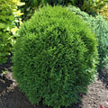 3 gallon Globe Arborvitae Evergreen Shrub E964
