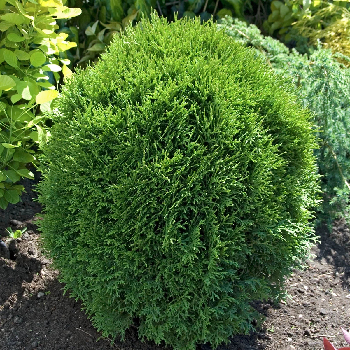 3 gallon Globe Arborvitae Evergreen Shrub E964