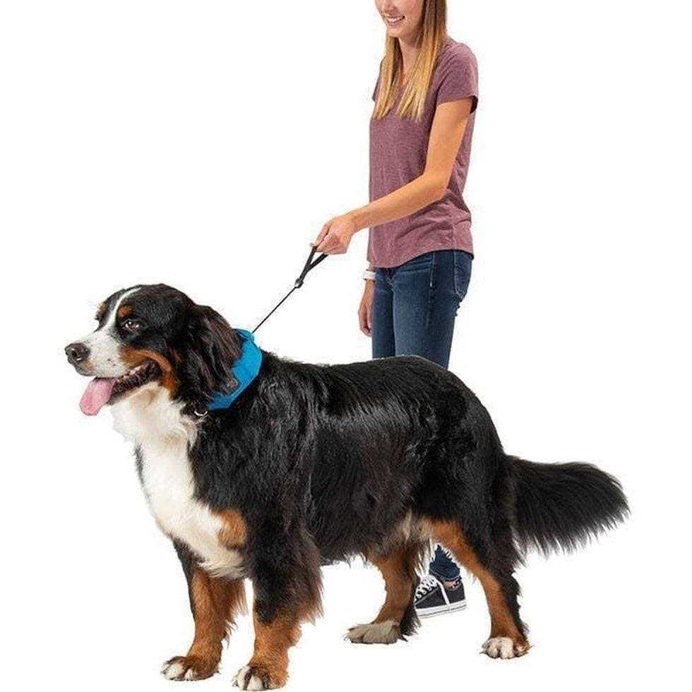 All-In-One Collar + Leash P885735