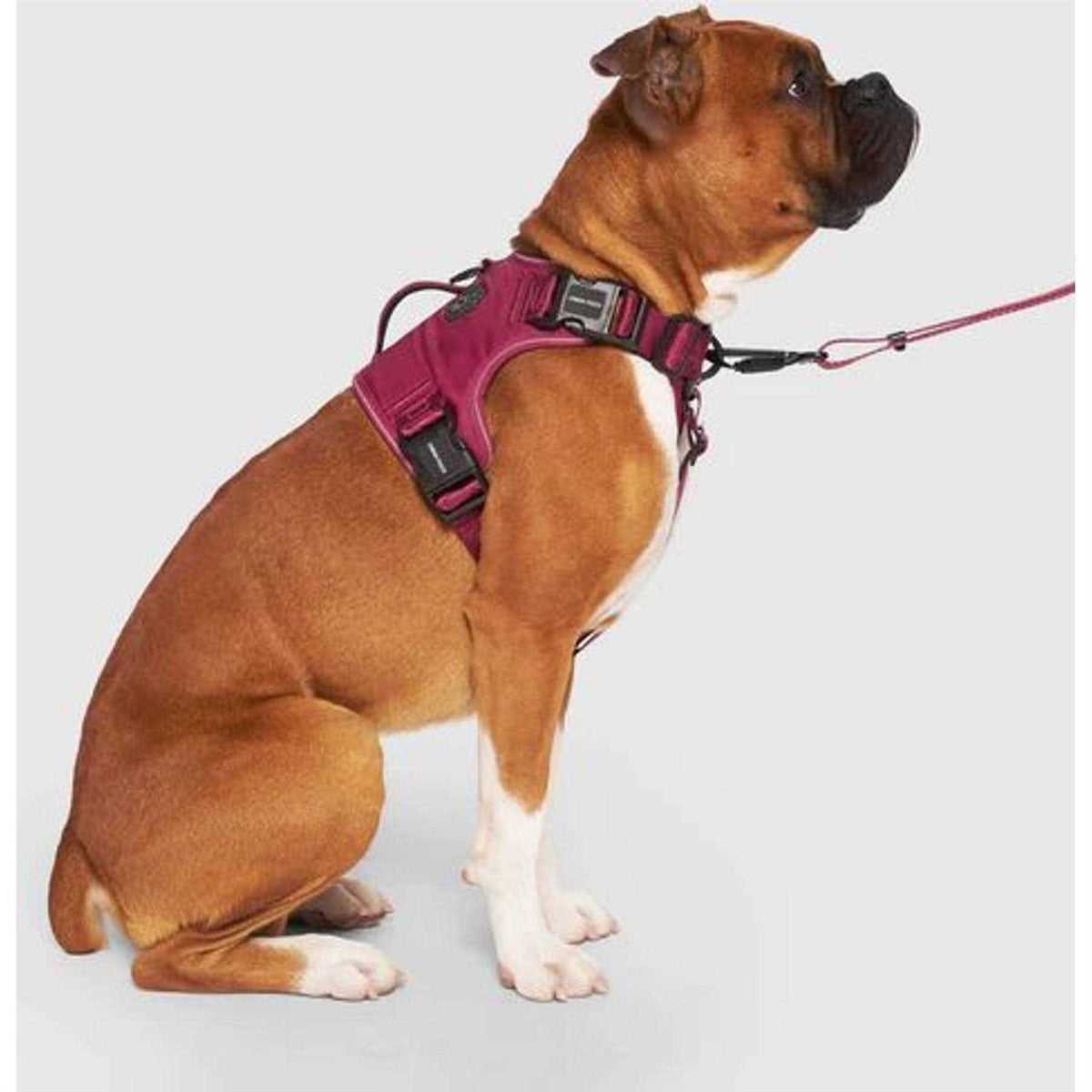 Complete Control Dog Harness X668