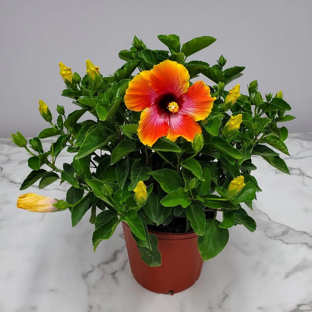 22" to 26" Fiesta Hibiscus Bush Plant K502