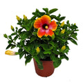 22" to 26" Fiesta Hibiscus Bush Plant K502