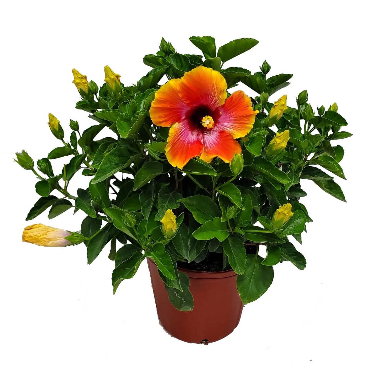 22" to 26" Fiesta Hibiscus Bush Plant K502