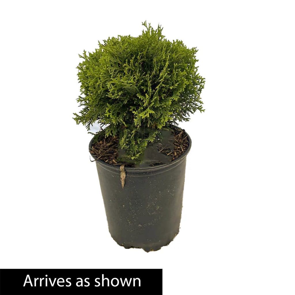 3 gallon Globe Arborvitae Evergreen Shrub E964