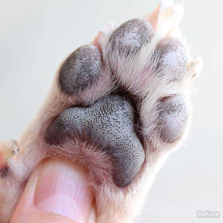 Dog Paw Gel Cleanser X554