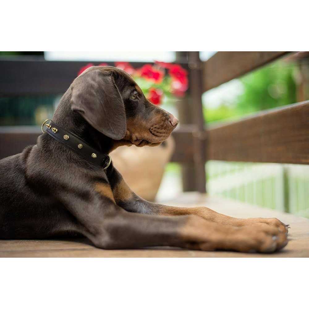 Dog Collar J4739