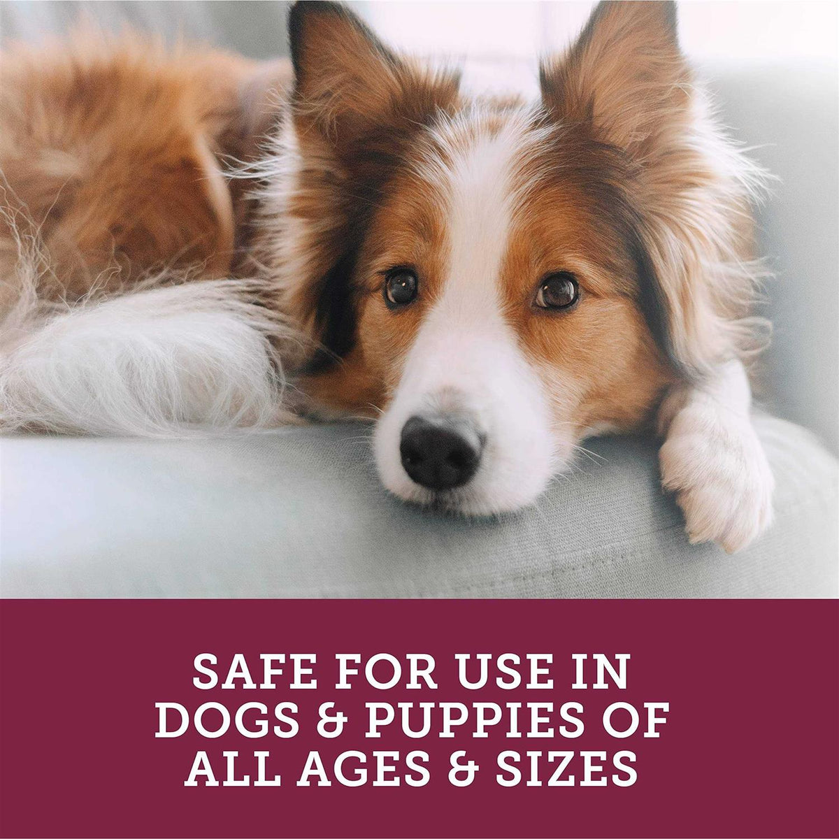 Chewables for Dogs N937830