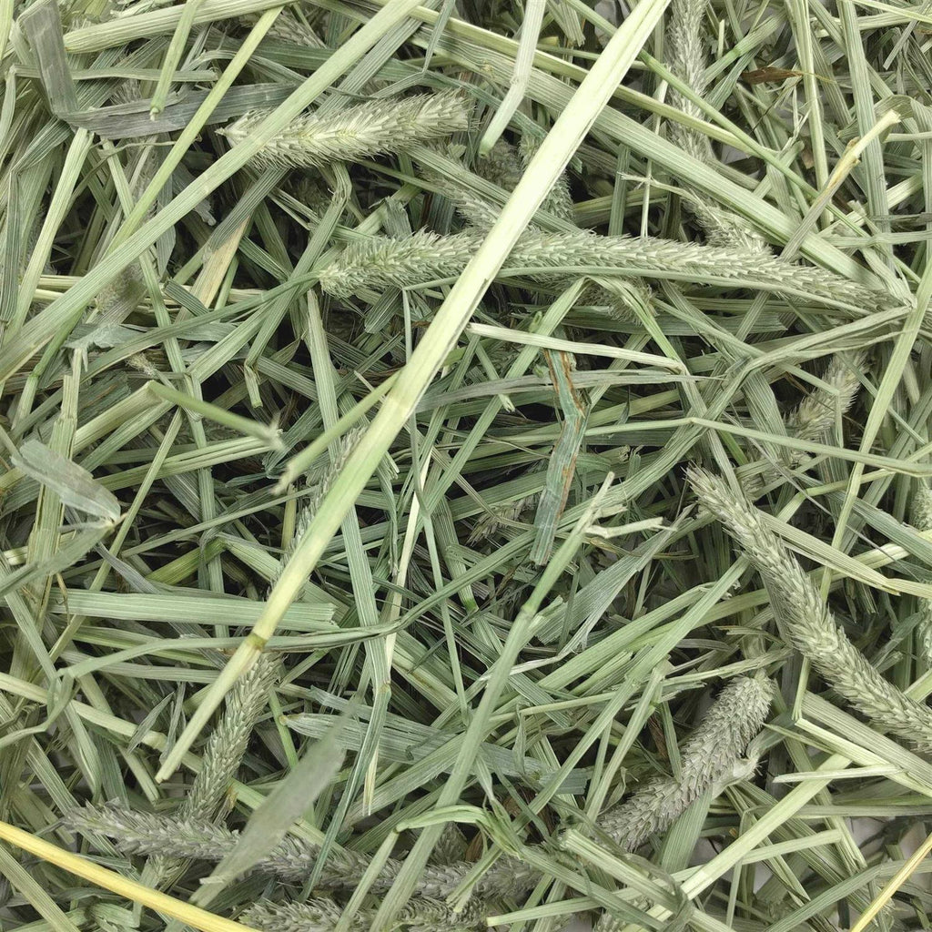 Western Timothy Hay Q36196