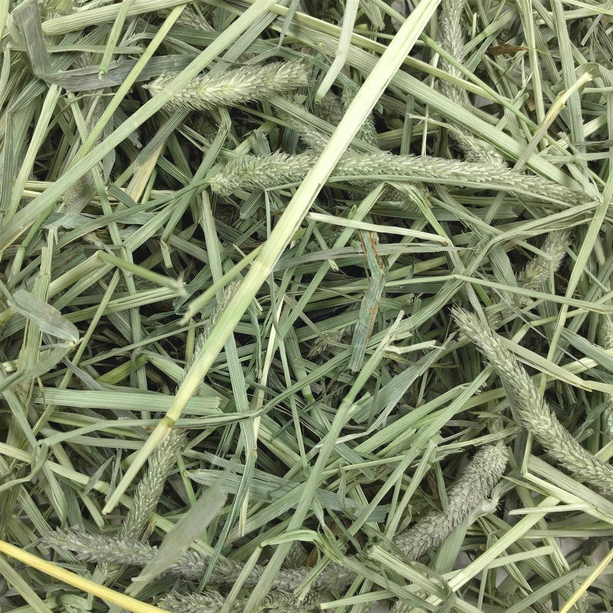 Western Timothy Hay Q36196