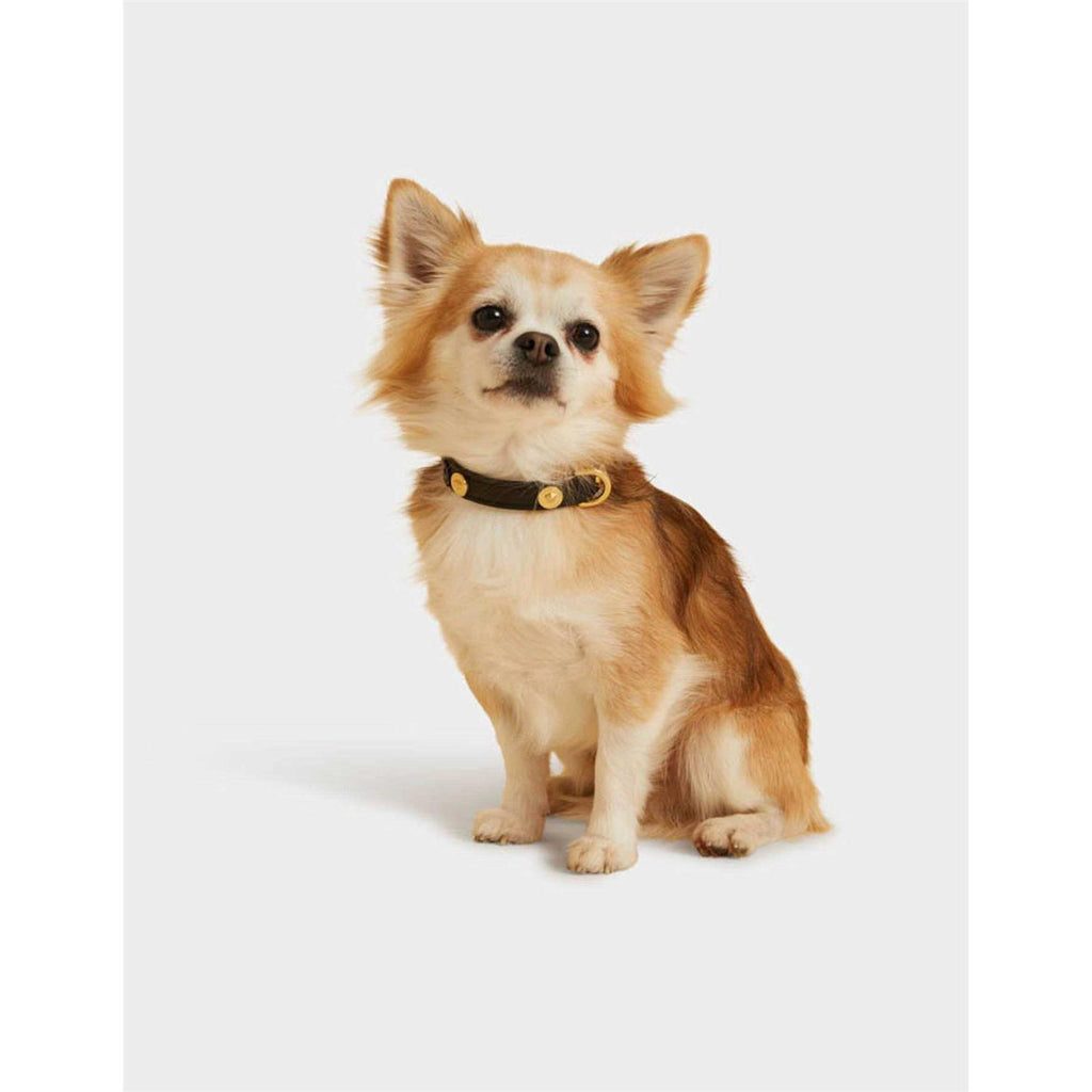 Small Pet Collar H64416
